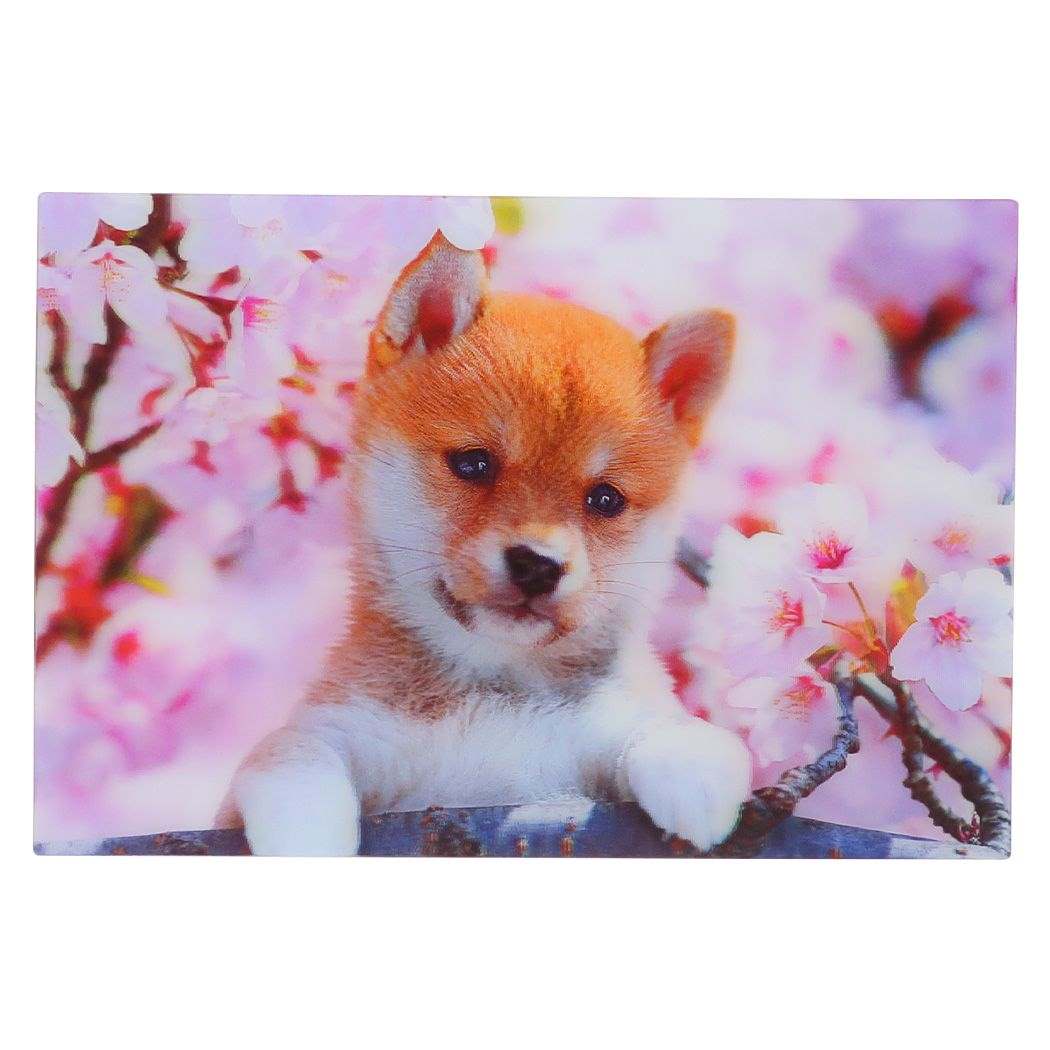 POSTCARD 春柄3Dポストカード 柴犬 いぬ アクティブコーポレーション