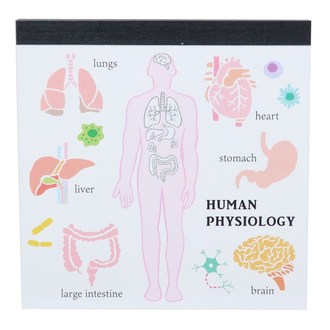 メモ帳 STUDY HOLIC スクエアメモパッド 人類生物学 新学期準備文具 プレゼント 男の子 女の子 ギフト