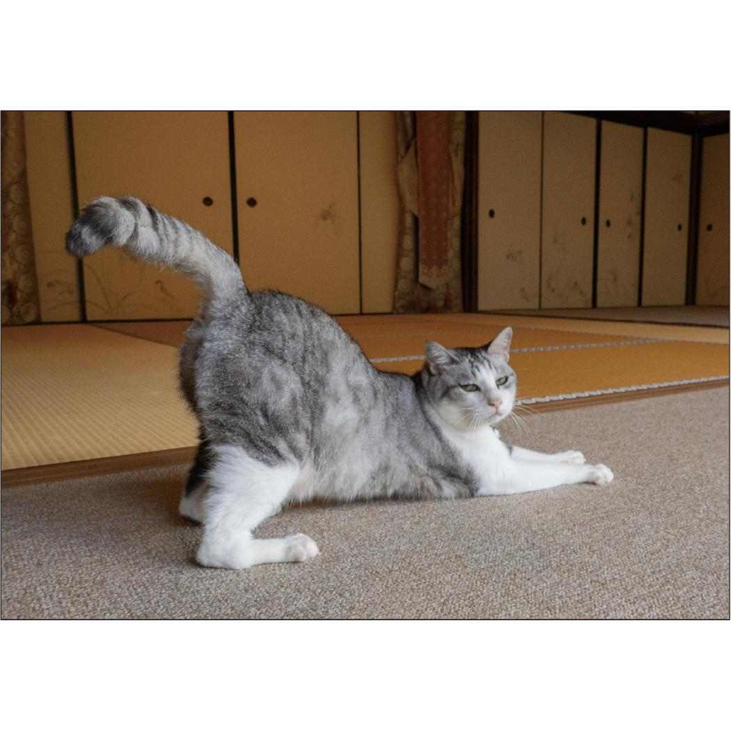 壁掛けカレンダー2026年 2026Calendar 招福 お猫様カレンダー スケジュール ねこ APJ 動物写真 書き込み インテリア 令和8年暦