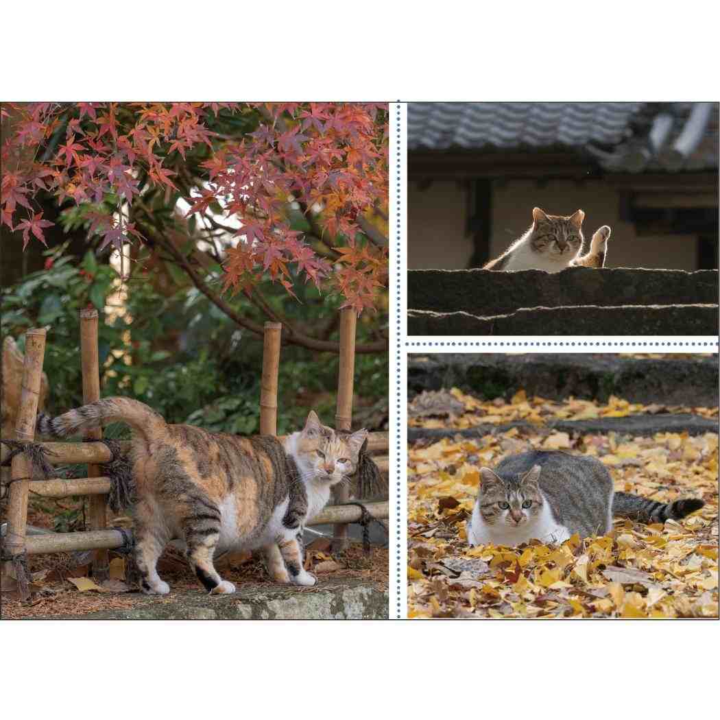 壁掛けカレンダー2026年 2026Calendar 招福 お猫様カレンダー スケジュール ねこ APJ 動物写真 書き込み インテリア 令和8年暦