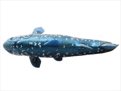 ビッグサイズフィギュア ソフトビニールモデル フィギュア 古代魚 シーラカンス 恐竜 フェバリット 遊べる 古生物 玩具