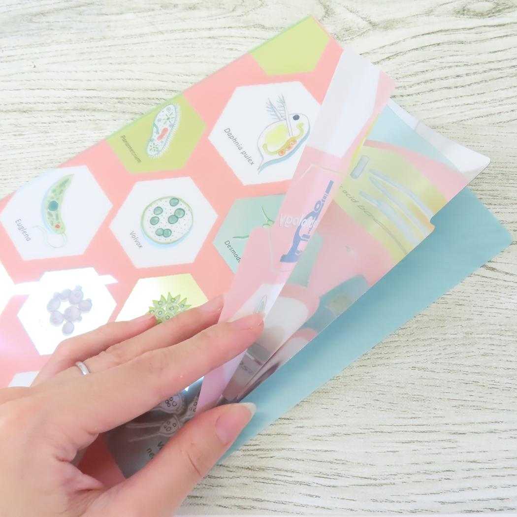 A5ポケットクリアファイル ポケットファイル STUDY HOLIC 微生物学 Green Flash 新学期準備文具 学び 学問 メール便可
