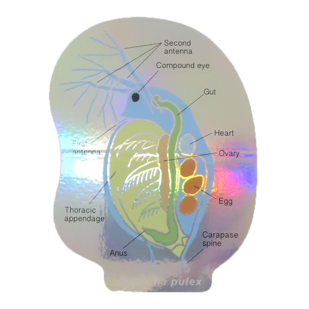 STUDY HOLIC ダイカットシール オーロラステッカー 微生物学 ミジンコ Green Flash デコシール 耐水耐光 学び 学問 グッズ メール便可 シネマコレクション