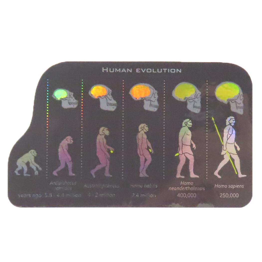オーロラステッカー ダイカットシール STUDY HOLIC 進化生物学 人類 Green Flash デコシール 耐水耐光 学び 学問 メール便可
