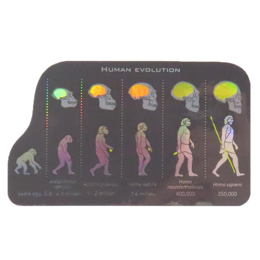 オーロラステッカー ダイカットシール STUDY HOLIC 進化生物学 人類 Green Flash デコシール 耐水耐光 学び 学問 メール便可