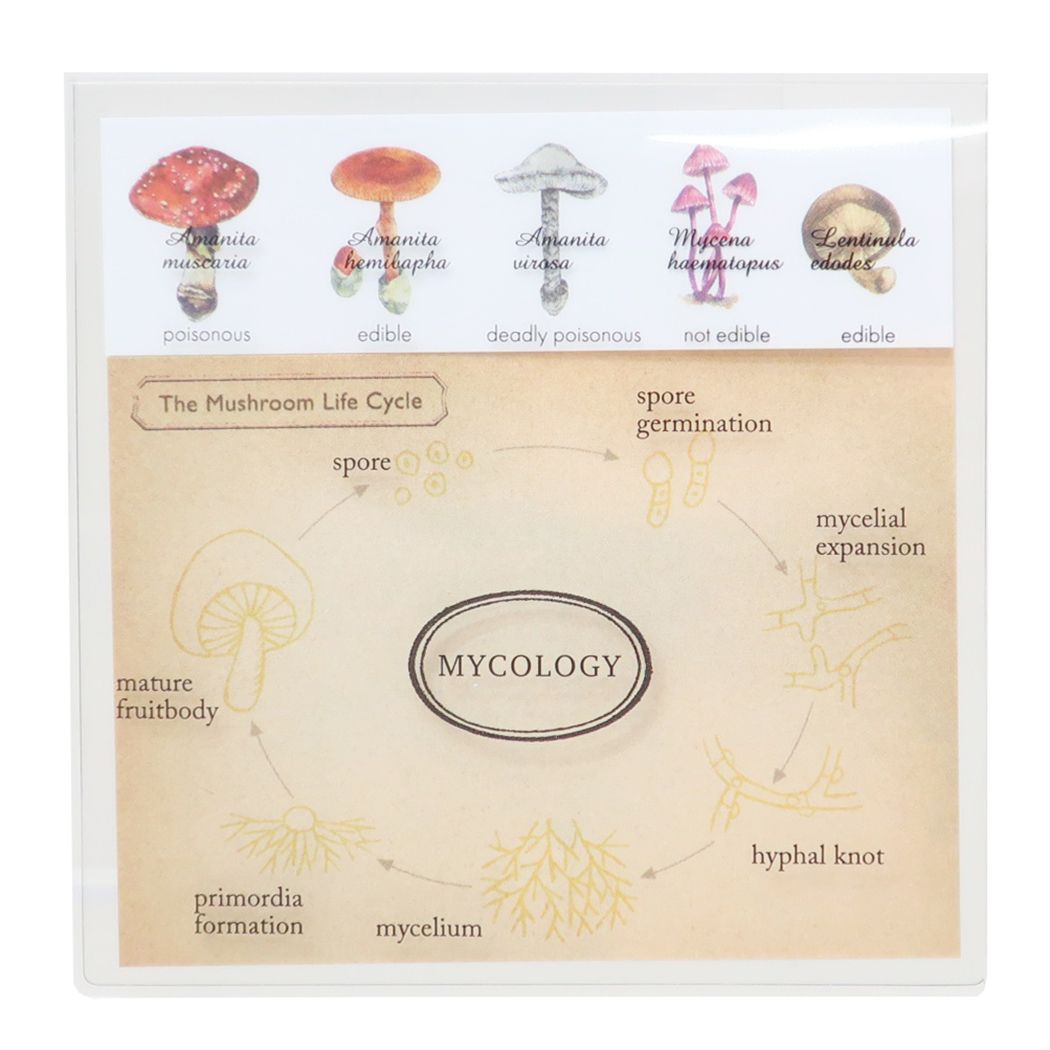 付箋 STUDY HOLIC クリアカバーふせん 菌類学 新学期準備文具 プレゼント 男の子 女の子 ギフト