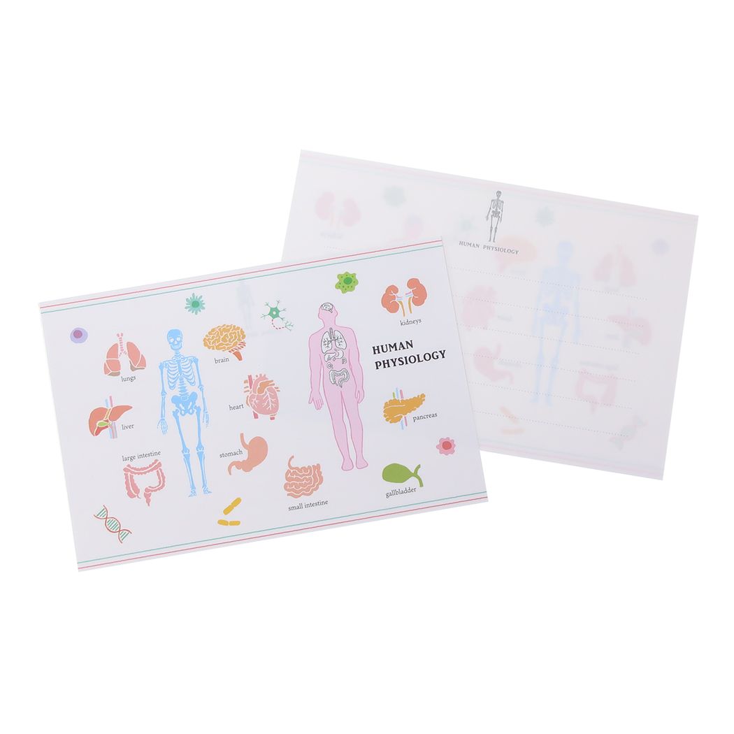 手紙セット STUDY HOLIC レターセット Green Flash 人類生物学