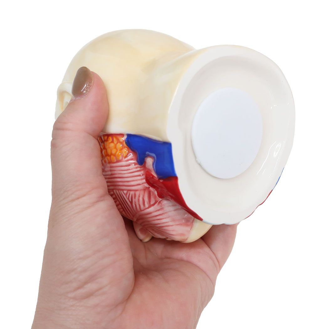 人体模型バンク おもしろ雑貨 陶器製貯金箱 サンアート