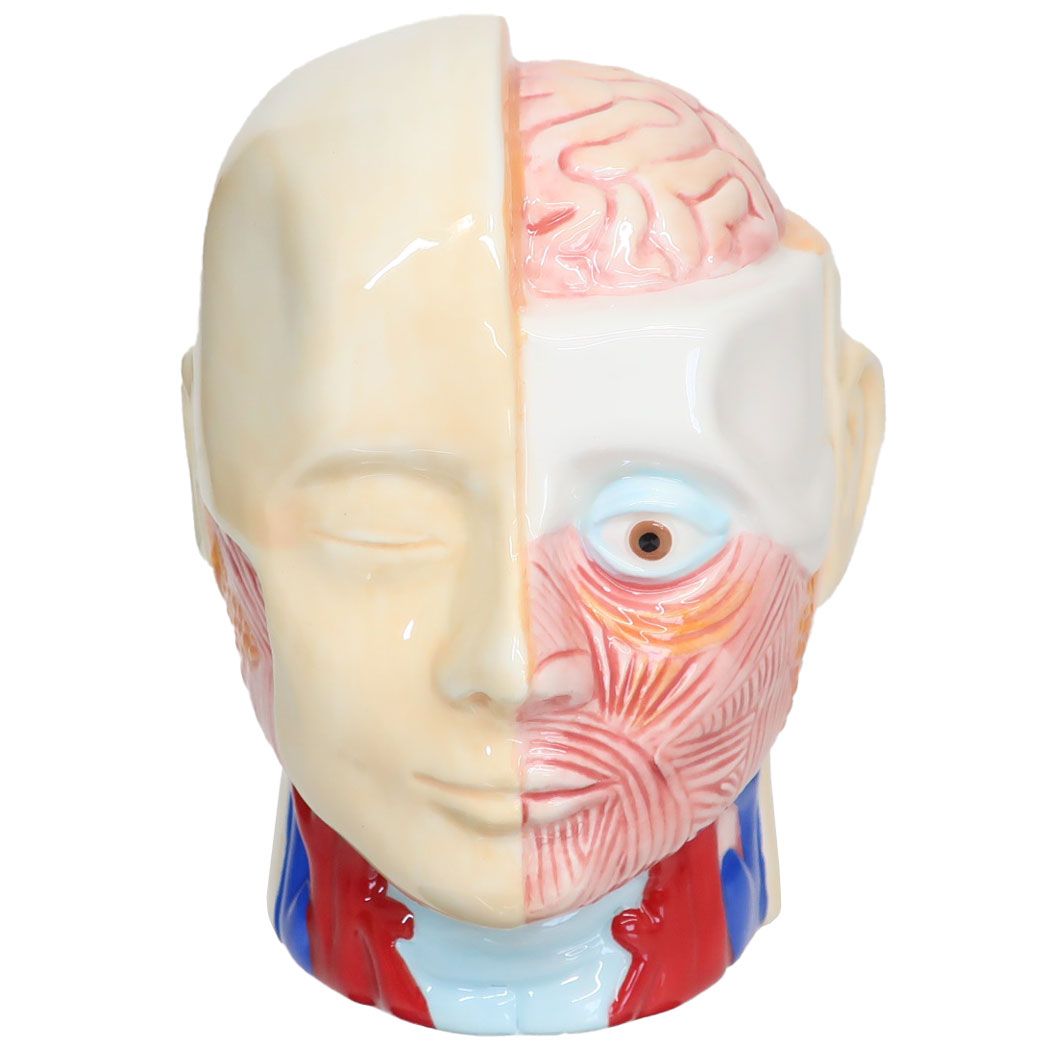 人体模型バンク おもしろ雑貨 陶器製貯金箱 サンアート